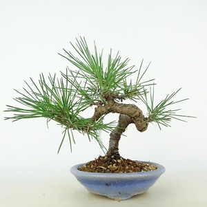盆栽 松 黒松 樹高 約13cm くろまつ Pinus thunbergii クロマツ マツ科 常緑針葉樹 観賞用 小品 現品