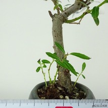 盆栽 猫柳 樹高 約16cm ねこやなぎ Salix gracilistyla ネコヤナギ ヤナギ科 ヤナギ属 落葉樹 観賞用 小品 現品_画像5