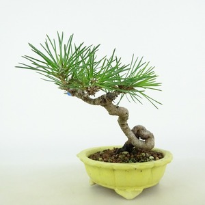 盆栽 松 黒松 樹高 約10cm くろまつ Pinus thunbergii クロマツ マツ科 常緑針葉樹 観賞用 小品 現品