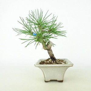 盆栽 松 黒松 樹高 約13cm くろまつ Pinus thunbergii クロマツ マツ科 常緑針葉樹 観賞用 小品 現品