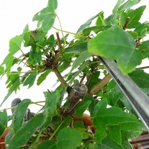 盆栽 楓 樹高 約11cm かえで Acer カエデ 紅葉 石付き カエデ科 落葉樹 観賞用 小品 現品_画像8