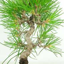 盆栽 松 黒松 樹高 約19cm くろまつ Pinus thunbergii クロマツ マツ科 常緑針葉樹 観賞用 小品 現品_画像7