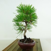 盆栽 松 黒松 樹高 約19cm くろまつ Pinus thunbergii クロマツ マツ科 常緑針葉樹 観賞用 小品 現品_画像9