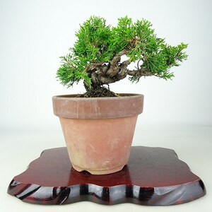 Bonsai Kashiwa Tree Высота около 13 см Shinpaku Juniperus chinensis sympaku hinoki Evergreen Tree Original