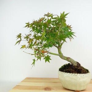 盆栽 紅葉 樹高 約27cm もみじ Acer palmatum モミジ カエデ科 落葉樹 観賞用 現品