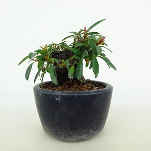 盆栽 ピラカンサ ミニ盆栽 樹高 約5cm Pyracantha バラ科 常緑樹 観賞用 小品 現品