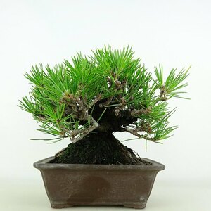  бонсай сосна сосна Тунберга высота дерева примерно 16cm....Pinus thunbergii черный matsumatsu. вечнозеленый игольчатое дерево .. для маленький товар на данный момент товар 