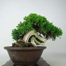 盆栽 真柏 樹高 上下 約22cm しんぱく Juniperus chinensis シンパク “ジン シャリ” ヒノキ科 常緑樹 観賞用 現品_画像4