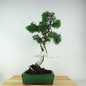 盆栽 真柏 樹高 約32cm しんぱく Juniperus chinensis シンパク “ジン シャリ” ヒノキ科 常緑樹 観賞用 現品