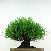 盆栽 松 黒松 樹高 約19cm くろまつ Pinus thunbergii クロマツ マツ科 常緑針葉樹 観賞用 小品 現品_画像3