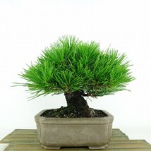 盆栽 松 黒松 樹高 約19cm くろまつ Pinus thunbergii クロマツ マツ科 常緑針葉樹 観賞用 小品 現品_画像1