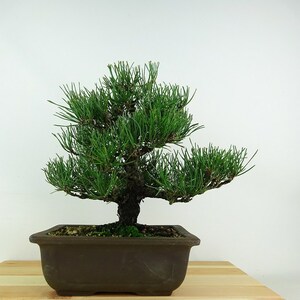 盆栽 松 黒松 樹高 約25cm くろまつ Pinus thunbergii クロマツ マツ科 常緑針葉樹 観賞用 現品