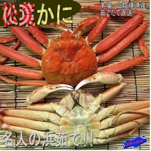 名人の「浜茹で松葉蟹/整体-1kg」-完全無欠■本場、山陰境港直送！！! (松葉ガニ)_画像10