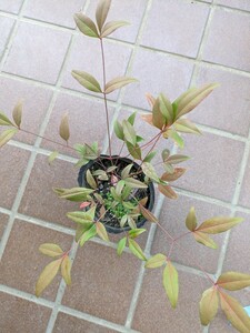 紅白(赤白) 南天の幼木 苗木 寄せ植え 盆栽にも