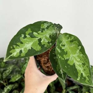 87 アグラオネマ ピクタム ワイルド株 南スマトラ　現地育成株 Aglaonema pictum 