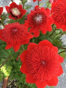 [苗] 原種アネモネ コロナリア ダブル(Anemone coronaria forma. flore-pleno) フローレプレノ 吹き詰め咲き 球根　1苗