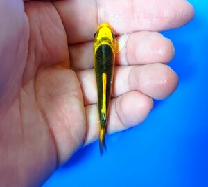 【稀少鯉】極上 和田養鯉場産 影麒麟黄金 錦鯉 当歳 約8cm 1匹まで同梱可 番外