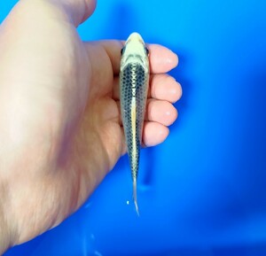 【稀少鯉】小西養鯉場産 銀松葉 錦鯉 当歳 約12cm 1匹まで同梱可