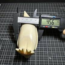 【マッコウクジラの歯加工品 227.0g】抹香 鯨 クジラ 歯 牙 印材_画像3