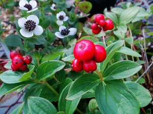 高山植物 山野草 エゾゴゼンタチバナ　休眠に入りました