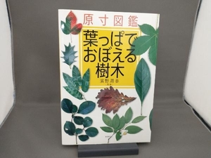 原寸図鑑 葉っぱでおぼえる樹木 濱野周泰