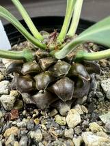 白峯園 e12 鉄甲丸 ユーフォルビア Euphorbia bupleurifolia 多肉植物 _画像1