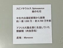 スピノサウルス 歯 化石 長さ約7ｃｍ 重さ約25.3ｇ 恐竜_画像7