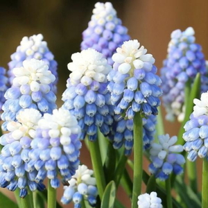 【即決】３球■球根 ムスカリ マウンテンレディ ブルー×ホワイト 青×白 ２色咲き 人気品種