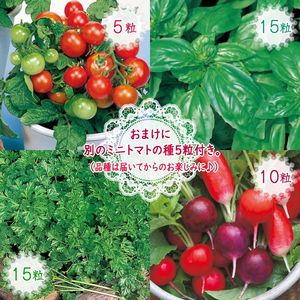 計４５粒■種 野菜 ハーブ ミニトマト レジナ５粒 バジル１５粒 イタリアンパセリ１５粒 二十日ダイコンころころラディッシュ１０粒 