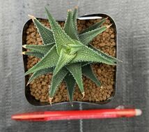 ●Haworthia ryneveldii 輸入小島タイプ●ハオルチア リネベルディ ハオルシア 多肉植物 111203_画像2