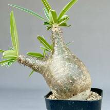 34 Pachypodium rosulatum var.gracilius / パキポディウム グラキリス 象牙宮 発根済 [検索] マカイエンセ イノピナツム ブレビカウレ _画像1