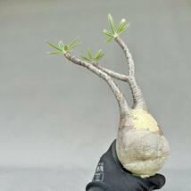 6 Pachypodium rosulatum var.gracilius / パキポディウム グラキリス 象牙宮 [検索] マカイエンセ イノピナツム ブレビカウレ パキプス_画像5