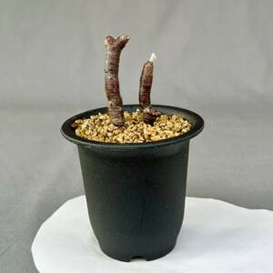 2 Pelargonium mirabile / ペラルゴニウム ミラビレ [検索] パキポディウム グラキリス オペルクリカリア パキプス ピグマエア 万物想