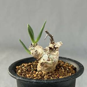 3 Tylecodon reticulatus / チレコドン レディキュラータス 万物想 枝挿し 発根済 [検索] レティキュラーツス ぺアルソニー ピグマエア 