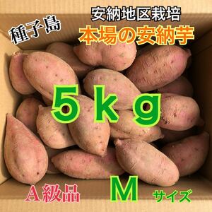 種子島　農家直送！安納地区の安納芋　M 5キロ　A級品