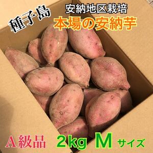 種子島　農家直送！安納地区の安納芋　M ２キロ　A級品