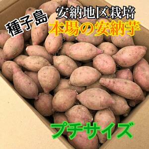 種子島　農家直送！安納地区の安納芋　プチサイズ　４キロ