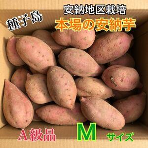 種子島　農家直送！安納地区の安納芋　M ４キロ　A級品