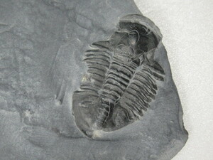 ◆三葉虫 母岩付◆Asaphiscus (アサフィスカス)◆ユタ州◆No.691