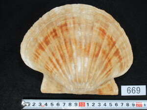 * scallop gai. fossil * France *Gigantopecten*No.699