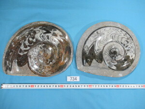 ◆アンモナイト 2個（25cm ＆ 25.5cm）◆Clymenia（クリメニア）◆モロッコ◆No.734