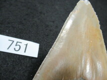 ◆化石 サメの歯◆メガロドン◆アメリカ◆129mm◆No.751◆送料無料_画像8
