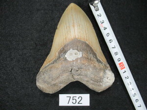 ◆化石 サメの歯◆メガロドン◆アメリカ◆126mm◆No.752◆送料無料