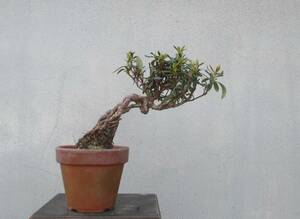 小品　根上がり　さつき盆栽　　　◆桐◆　　鉢　　　３号深