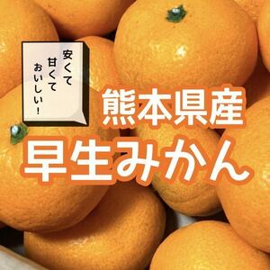 【送料無料】大人気！ 熊本県産 早生みかん 〜 5kg M~2L程度 〜