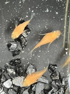 【西っこめだか】　水華めだか直系　凛音だるま　１ペア＋3 計5匹　若魚　検索用…めだか　メダカ　ダルマ　風雅　だるま　朱赤