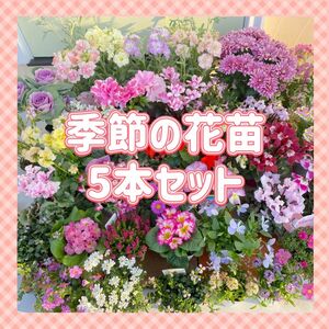 【お得なセット】季節の花苗　おまかせ　5本セット