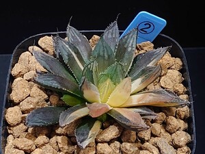 ハオルチア☆マリンxレッドブル　NS-1/1☆Haworthia