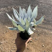 σ ダドレア ブリトニー (仙女盃) 実生 4号大株 Dudleya brittonii 多肉植物 サボテン エケベリア クラッスラ ダドレヤ_画像8