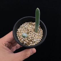 σ アルブカ ウニフォリアータ 実生2球植え 2.5号 Albuca unifoliata 多肉植物 サボテン ペラルゴニウム チレコドン ゲチリス_画像4